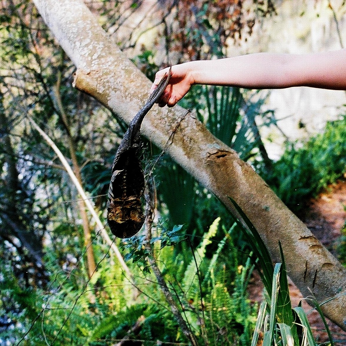 Hand holding a dead bird