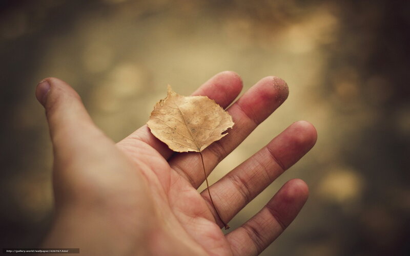 hand holding a dry leaf