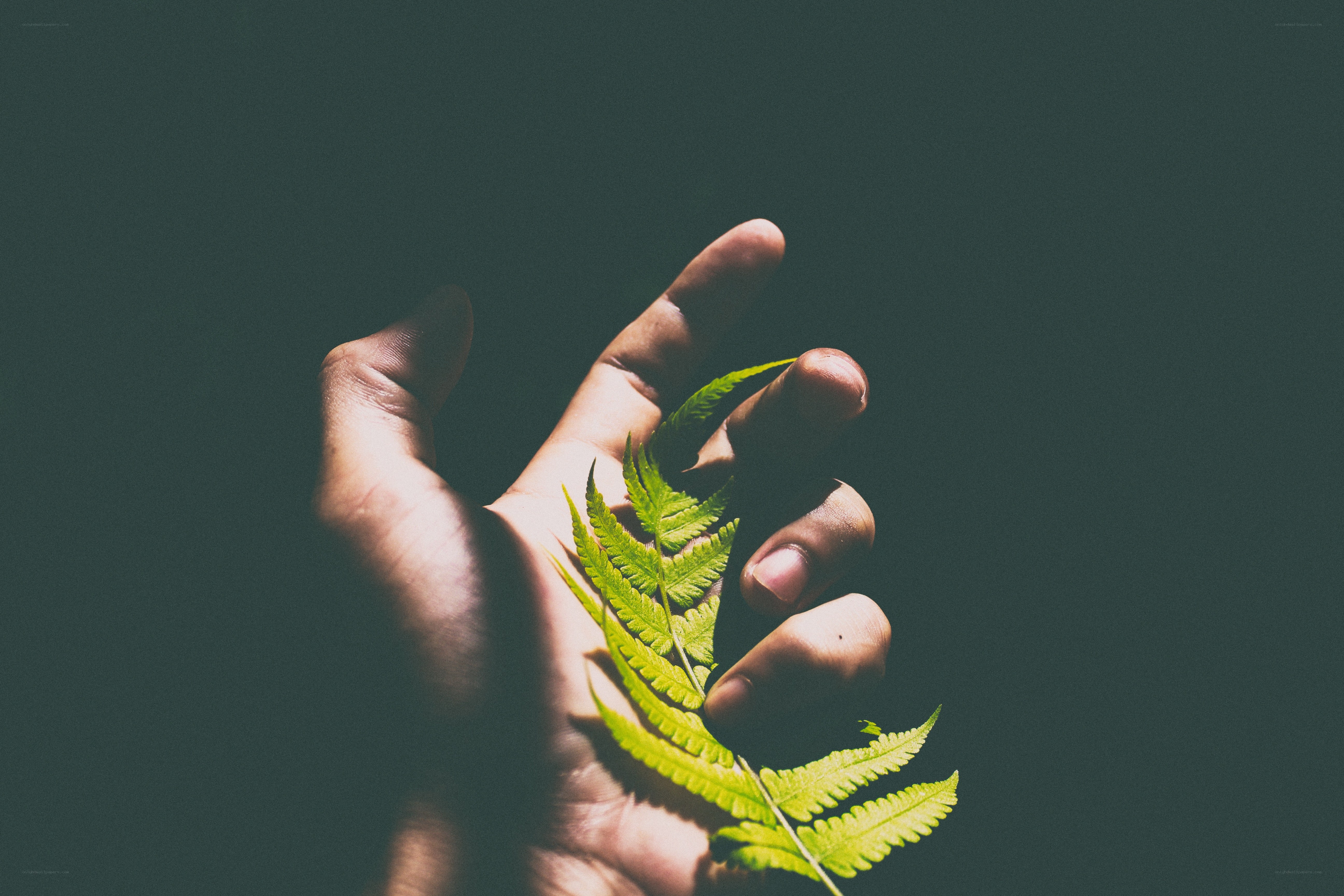 hand holding a fern leaf