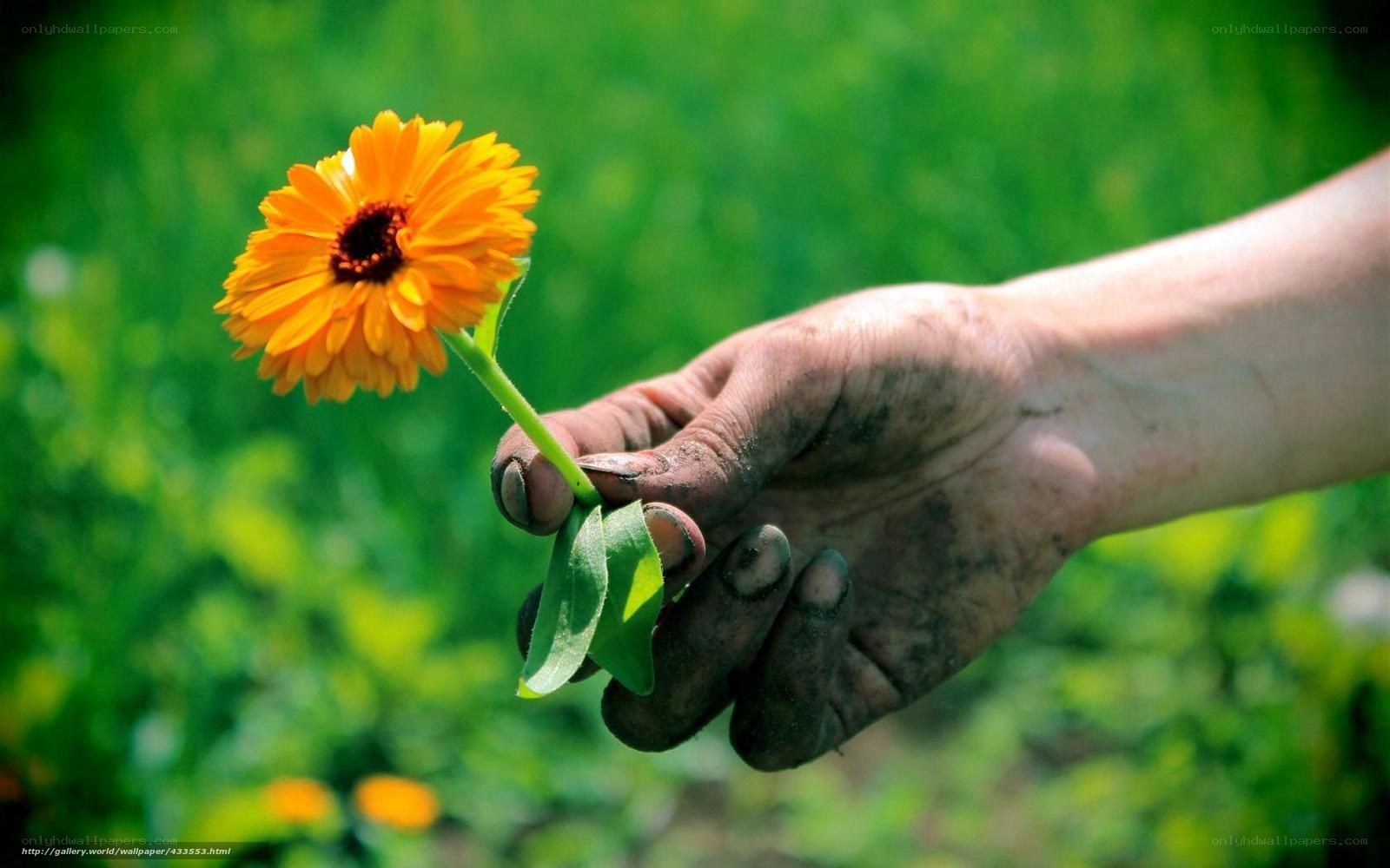 hand holding a flower