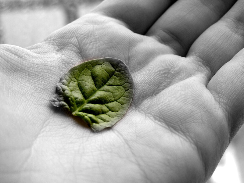 Hand holding a green leaf