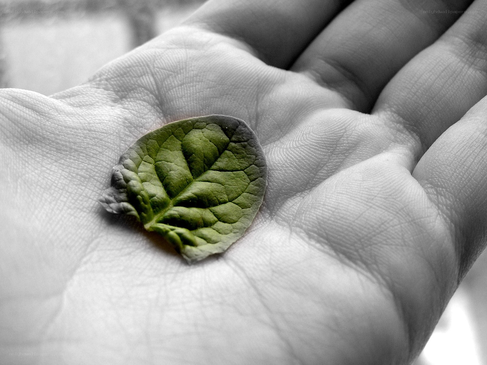 Hand holding a green leaf