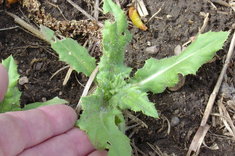 hand holding a green plant
