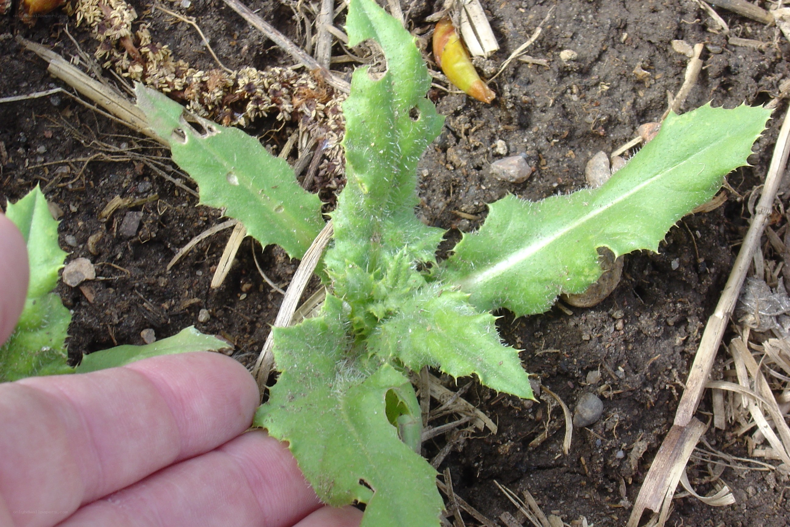 hand holding a green plant
