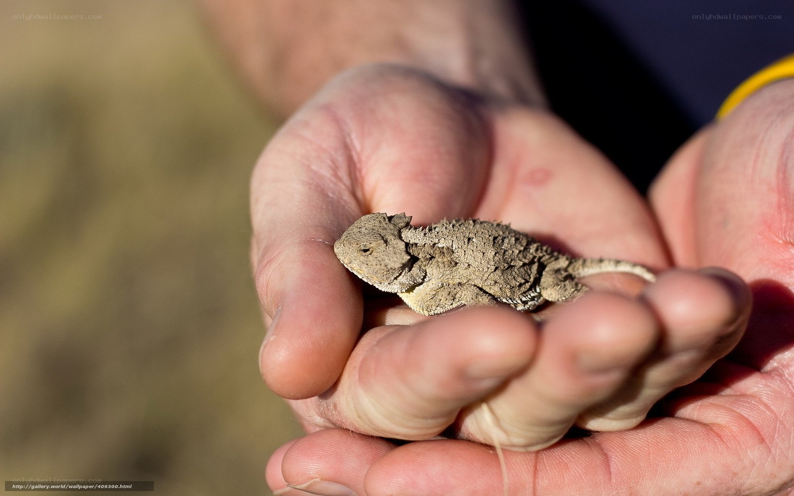 hand holding a horned lizard