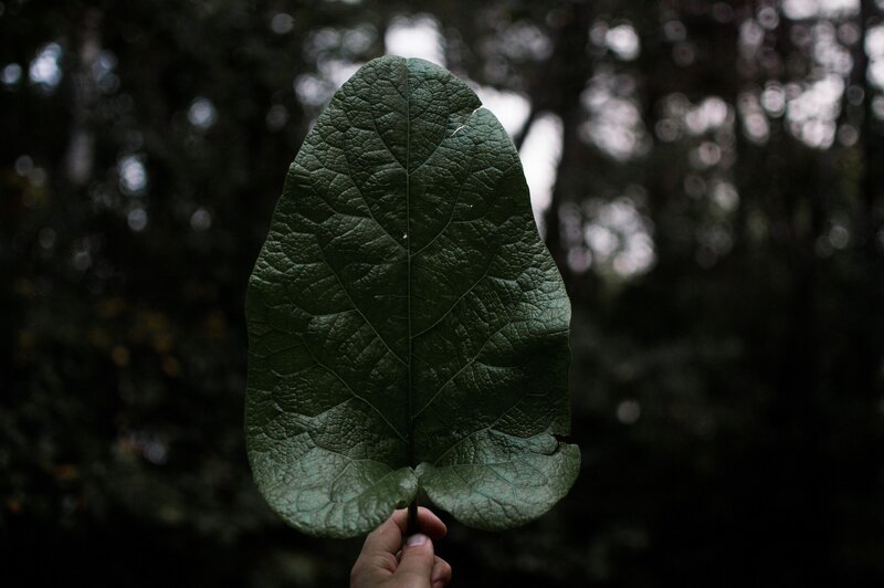Hand holding a large leaf
