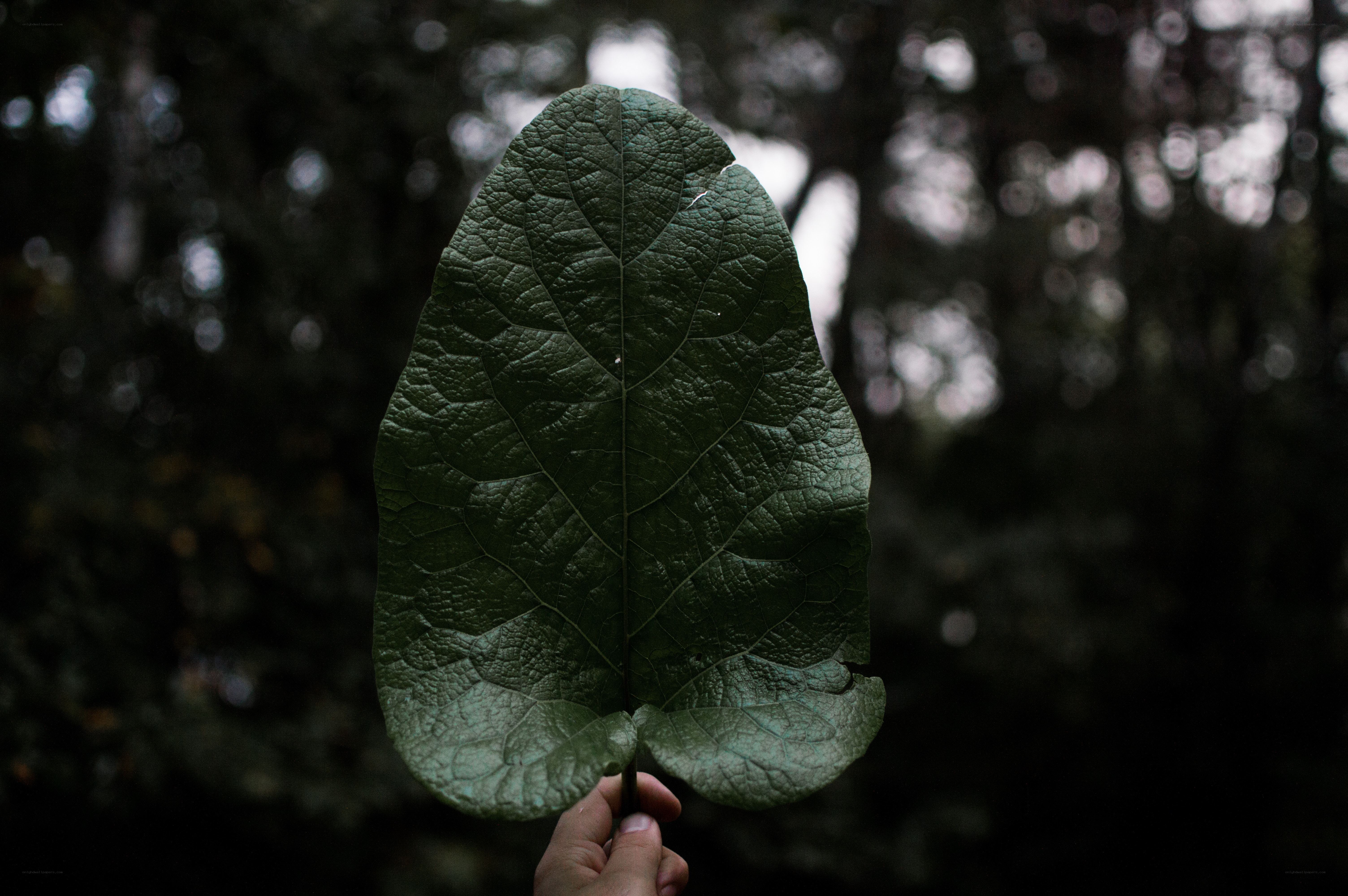 Hand holding a large leaf