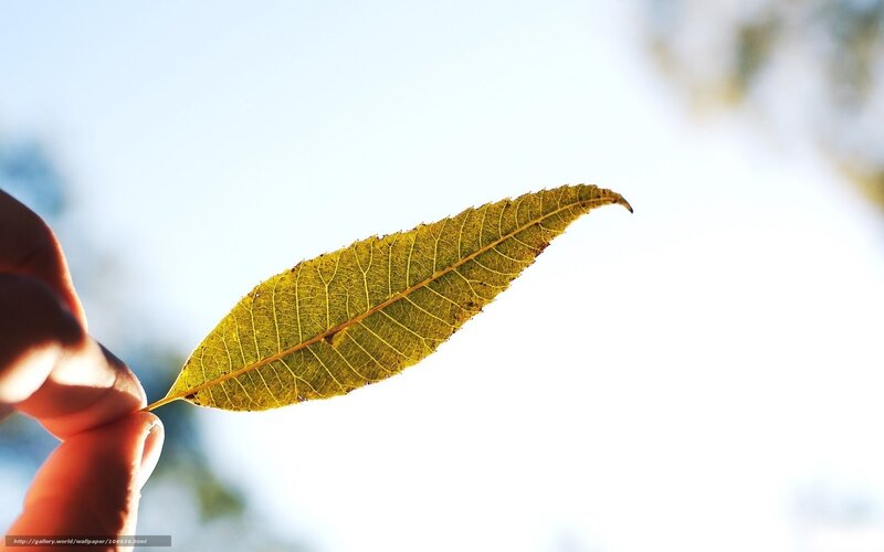 hand holding a leaf