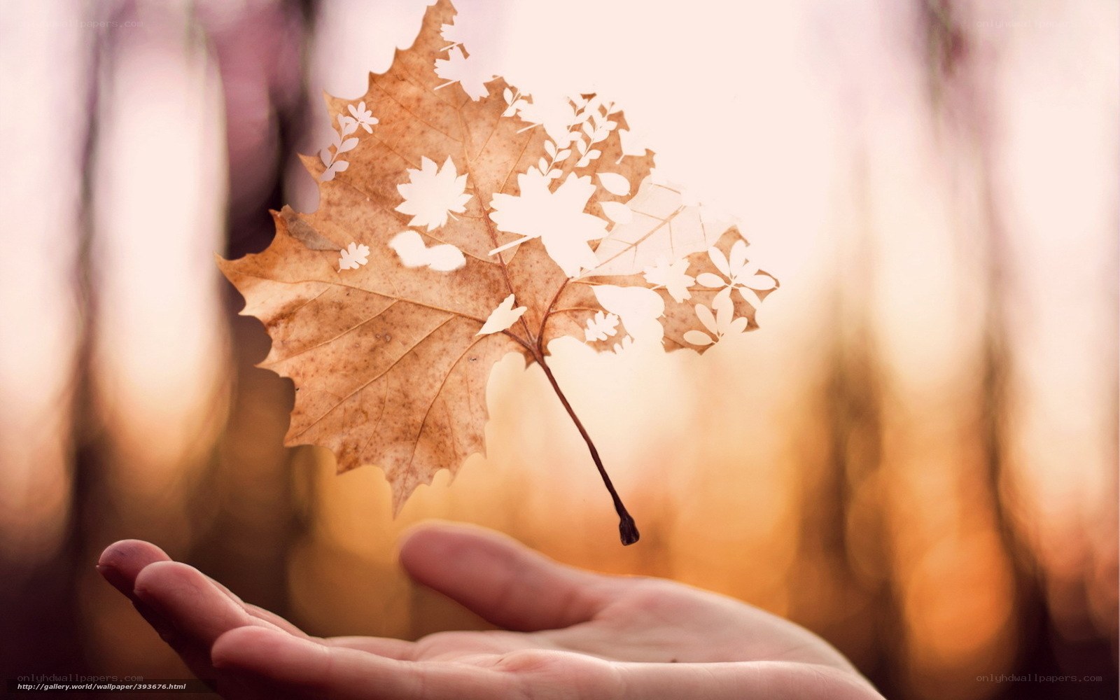Hand holding a leaf with cutouts