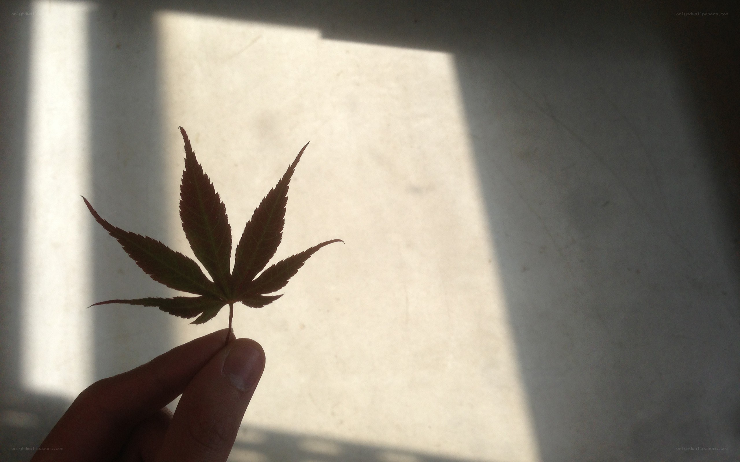 hand holding a maple leaf