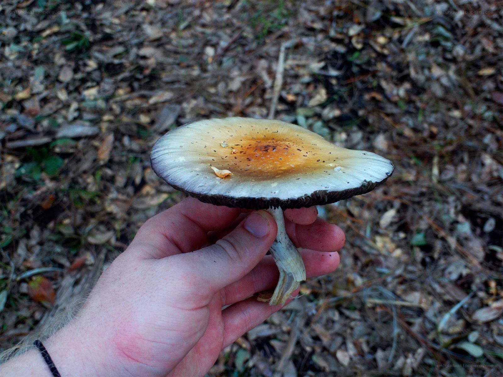 hand holding a mushroom