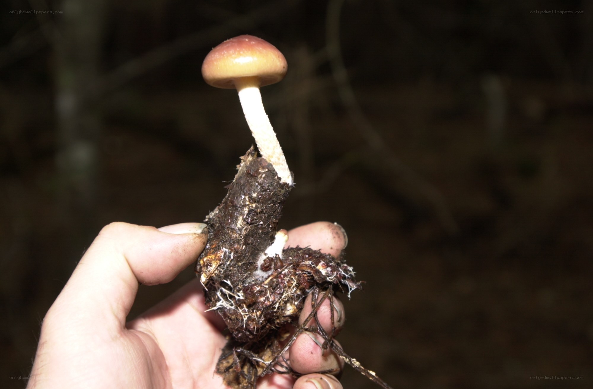 hand holding a mushroom