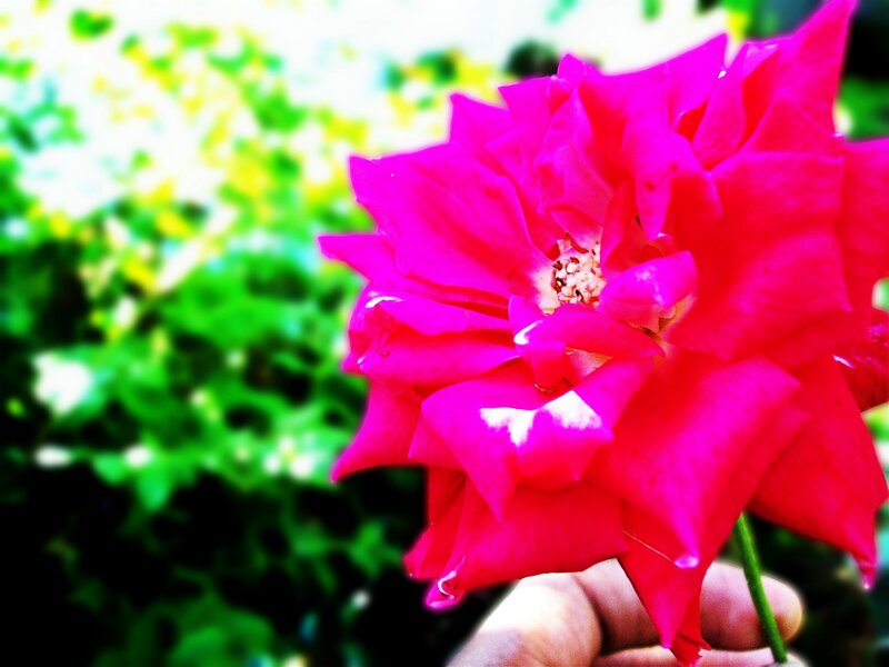 Hand holding a pink rose