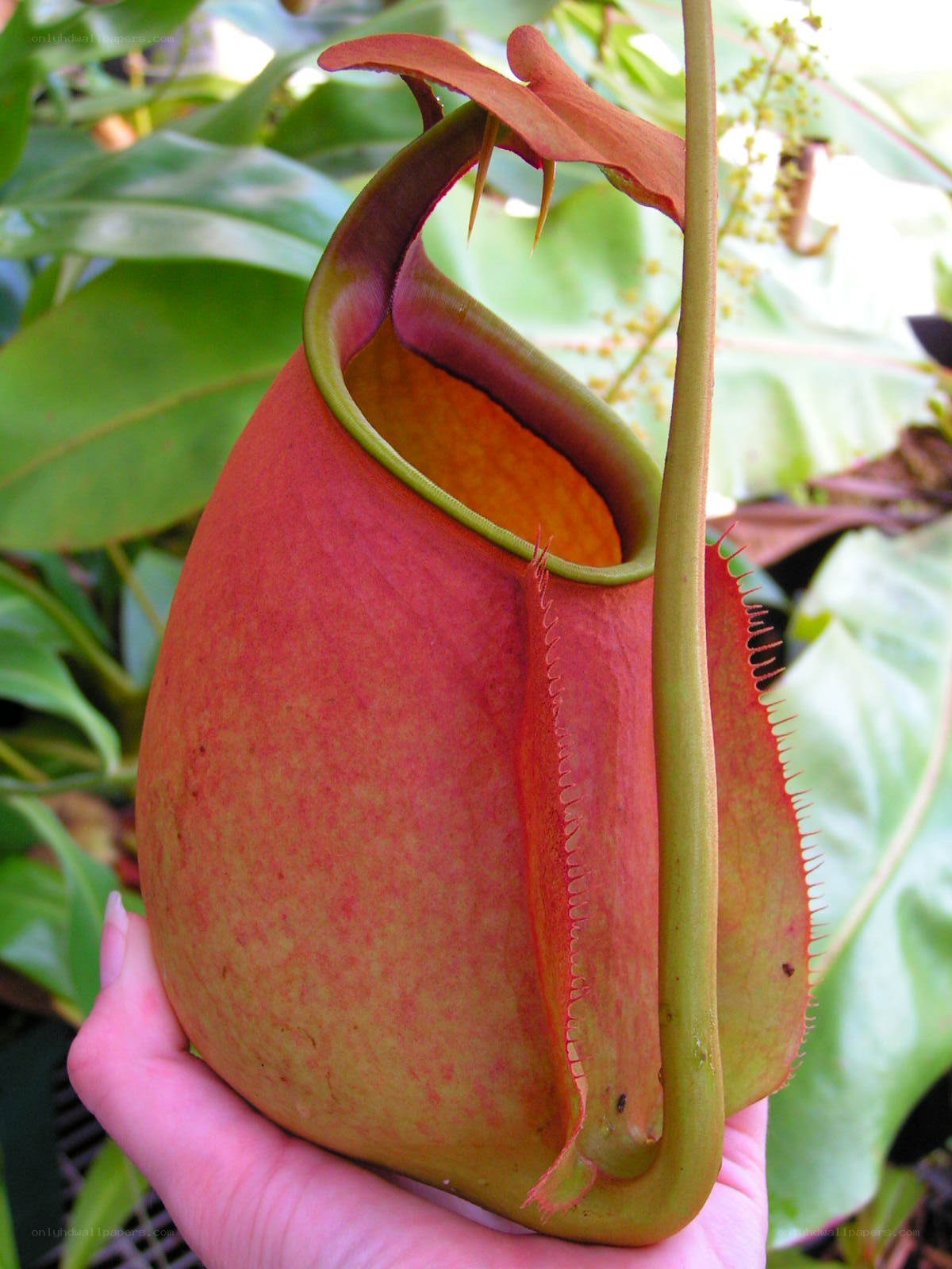 Hand holding a pitcher plant