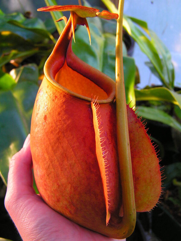 Hand holding a pitcher plant