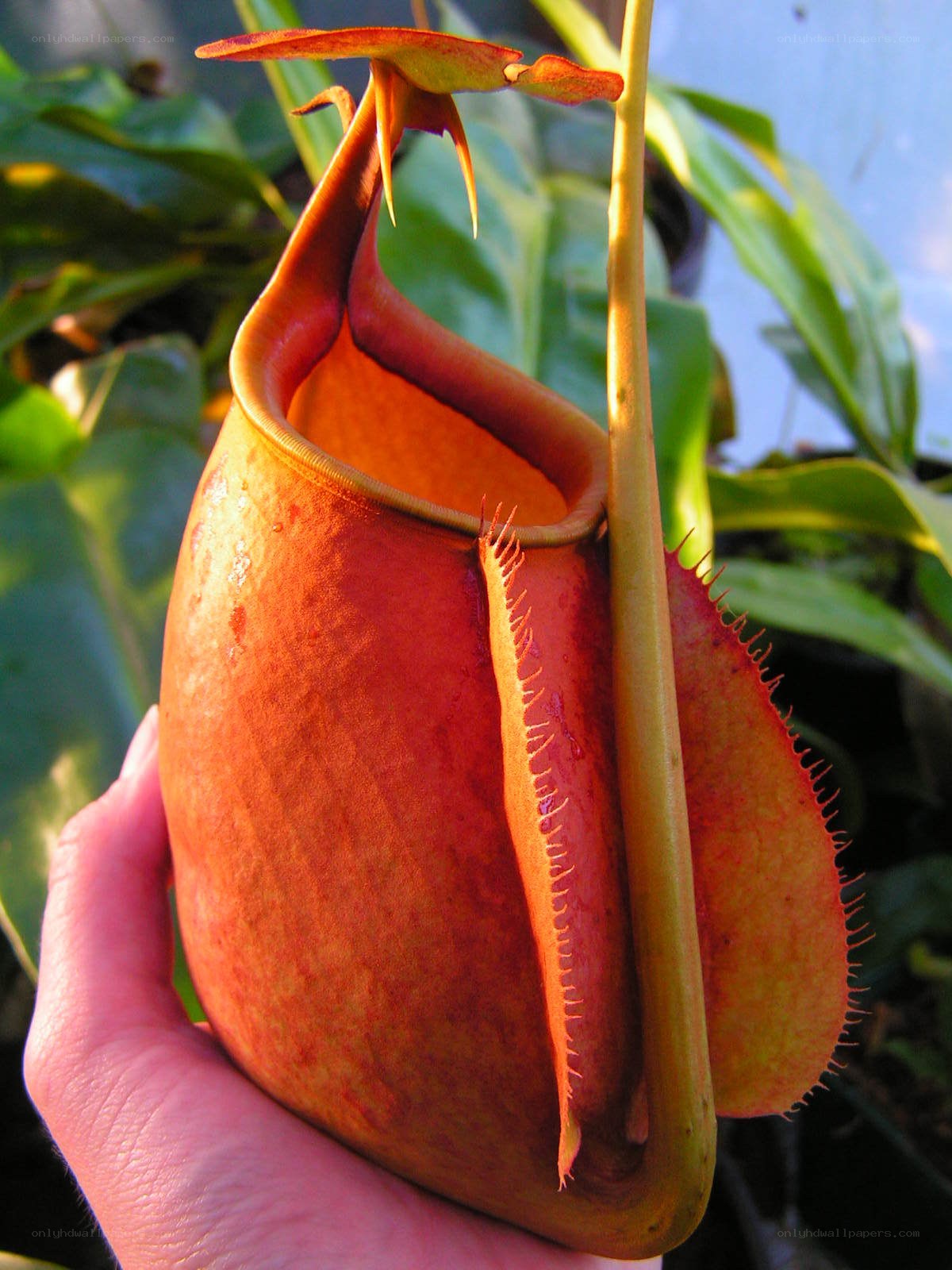 Hand holding a pitcher plant