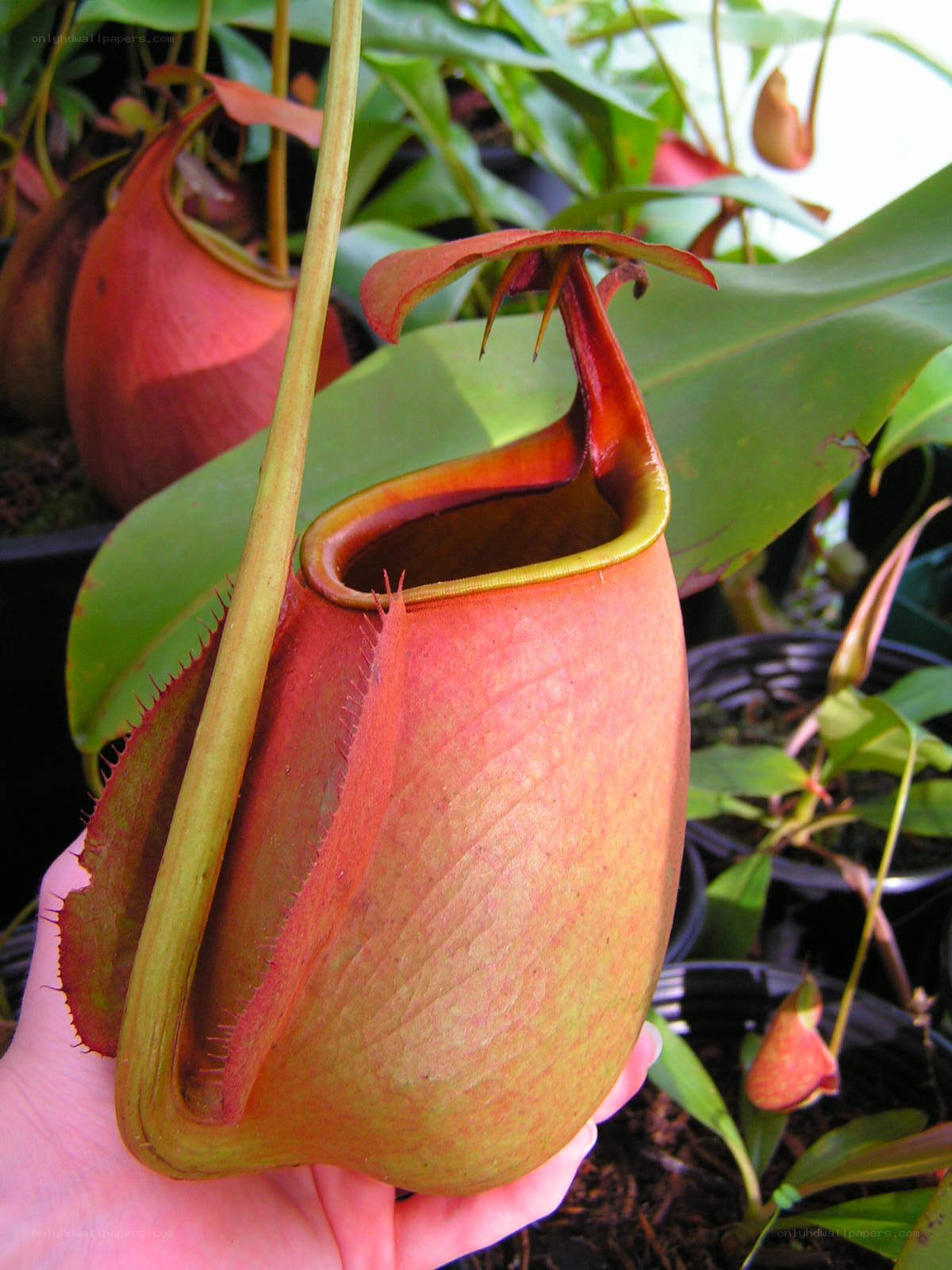 Hand holding a pitcher plant