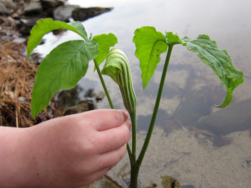 hand holding a plant by water