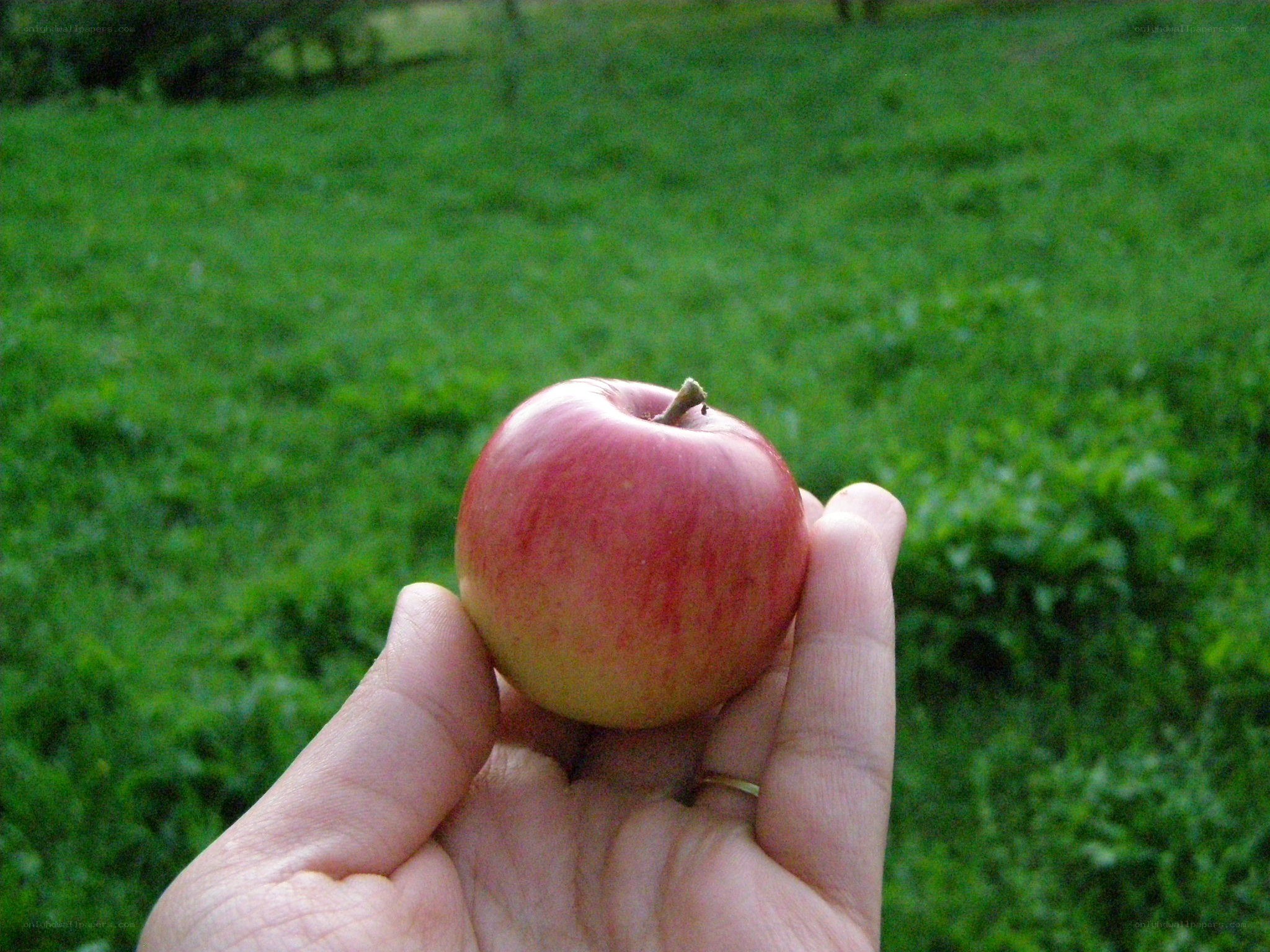 hand holding a red apple