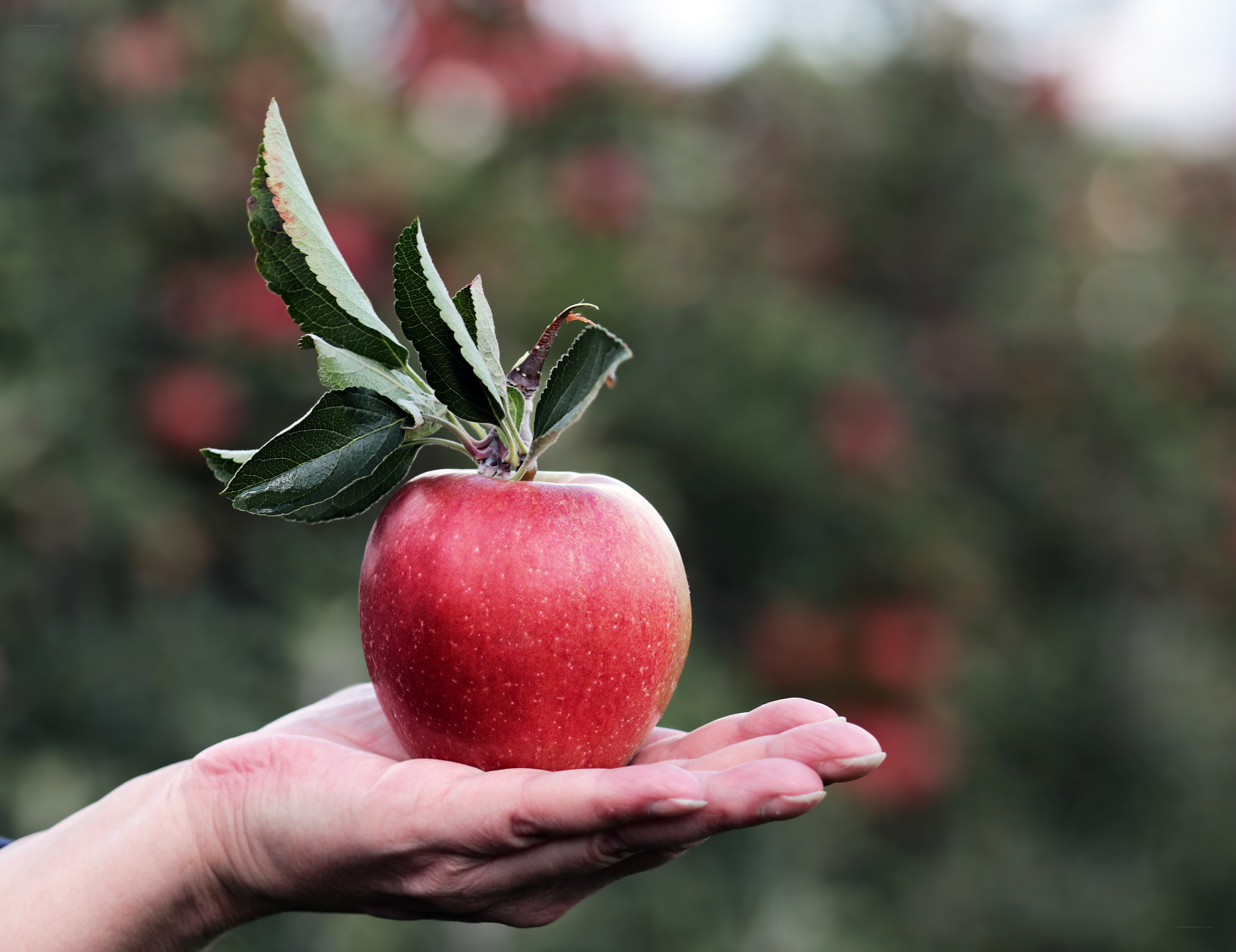 Hand holding a red apple