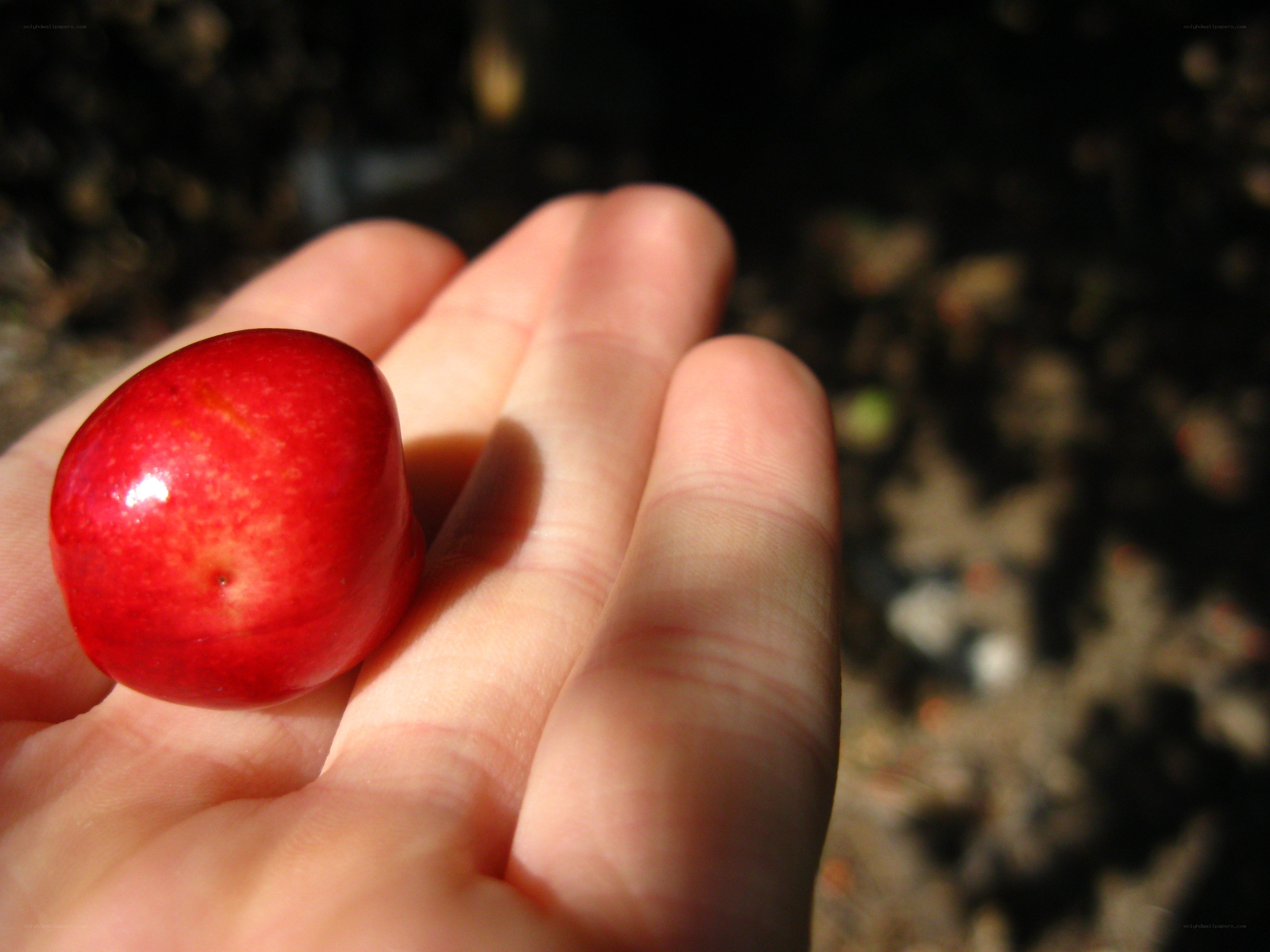 hand holding a red cherry
