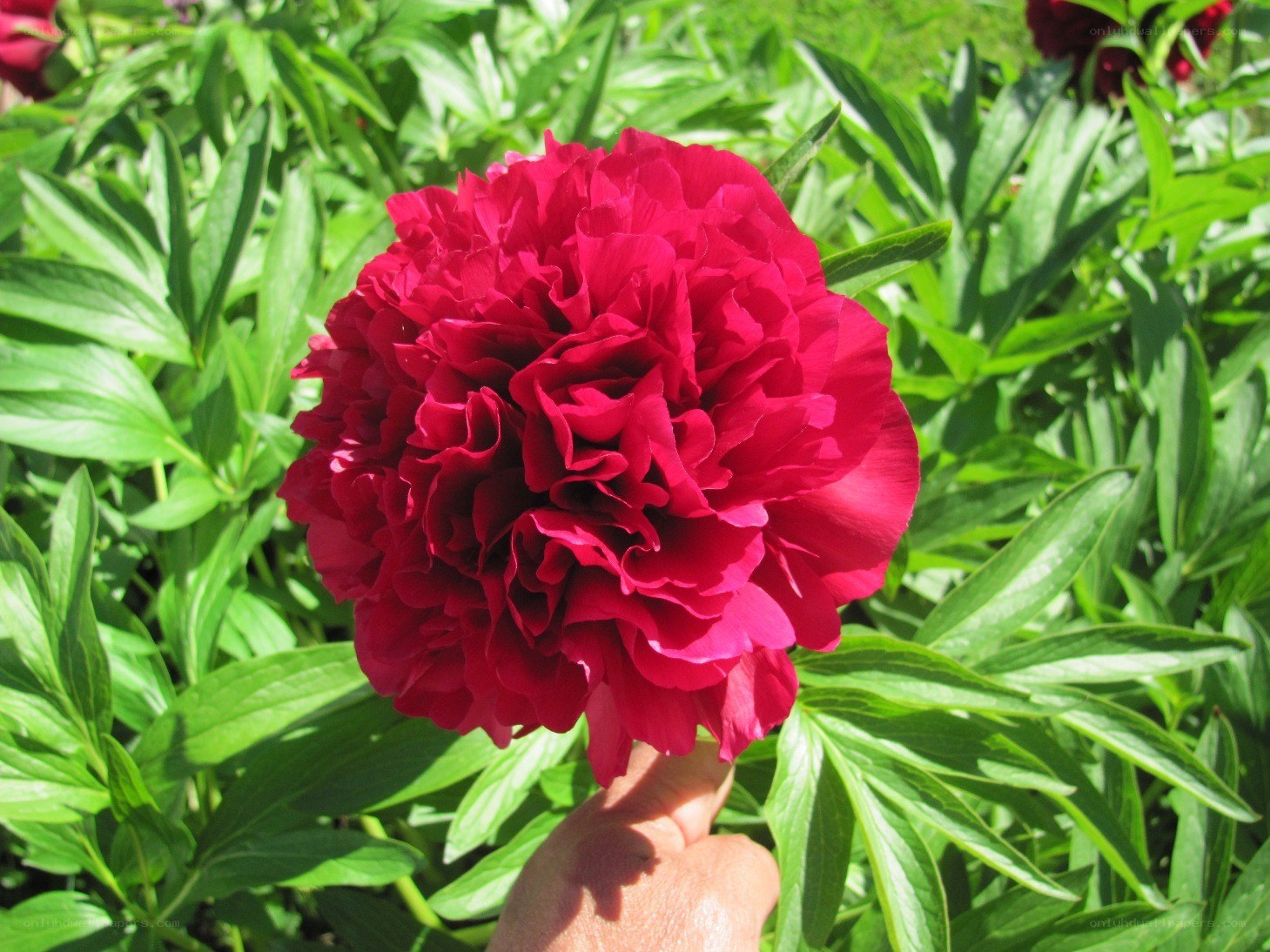 Hand holding a red peony