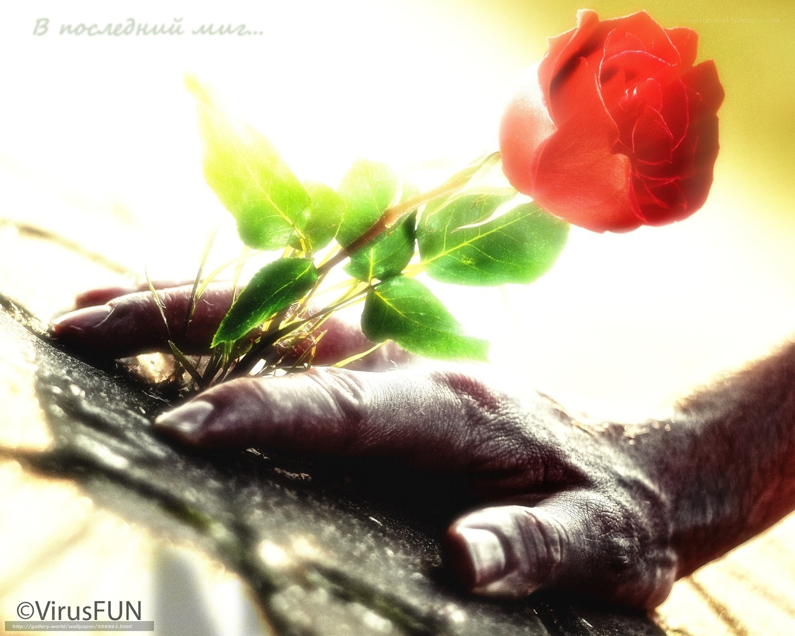 Hand holding a red rose