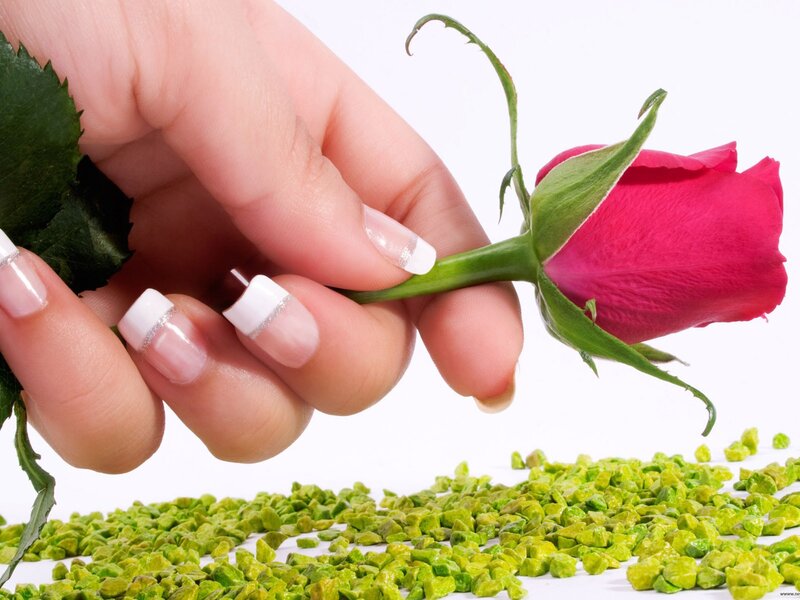 Hand holding a rose