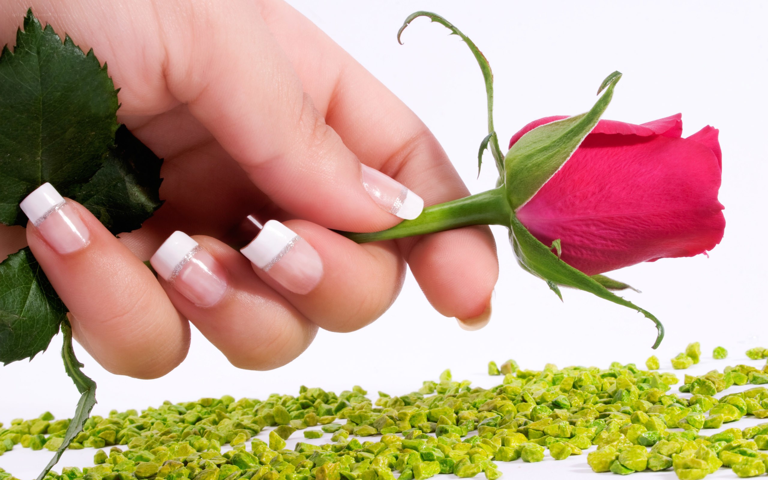 hand holding a rose