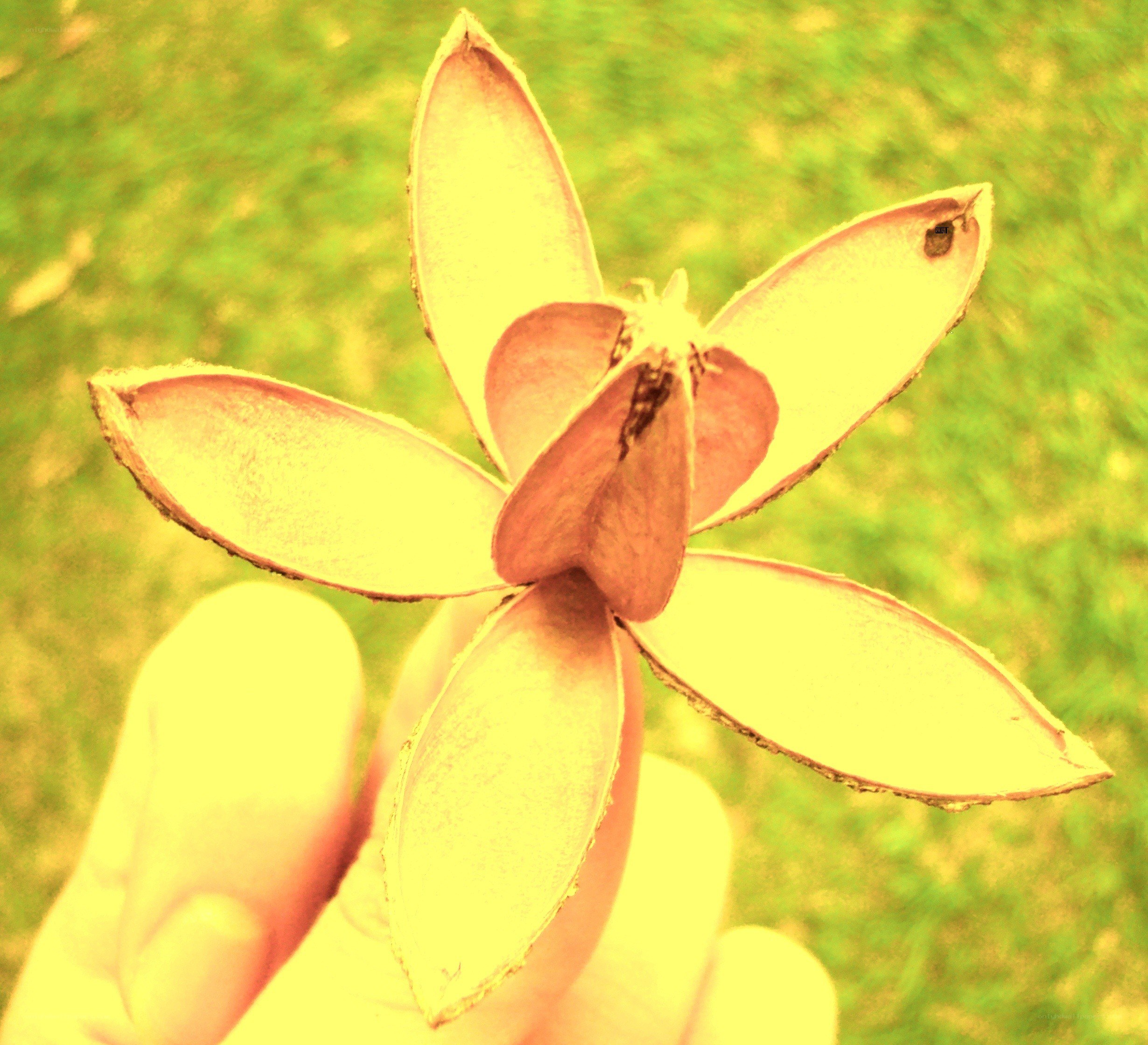 hand holding a seed pod
