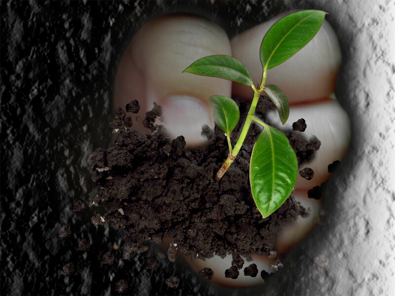 hand holding a seedling
