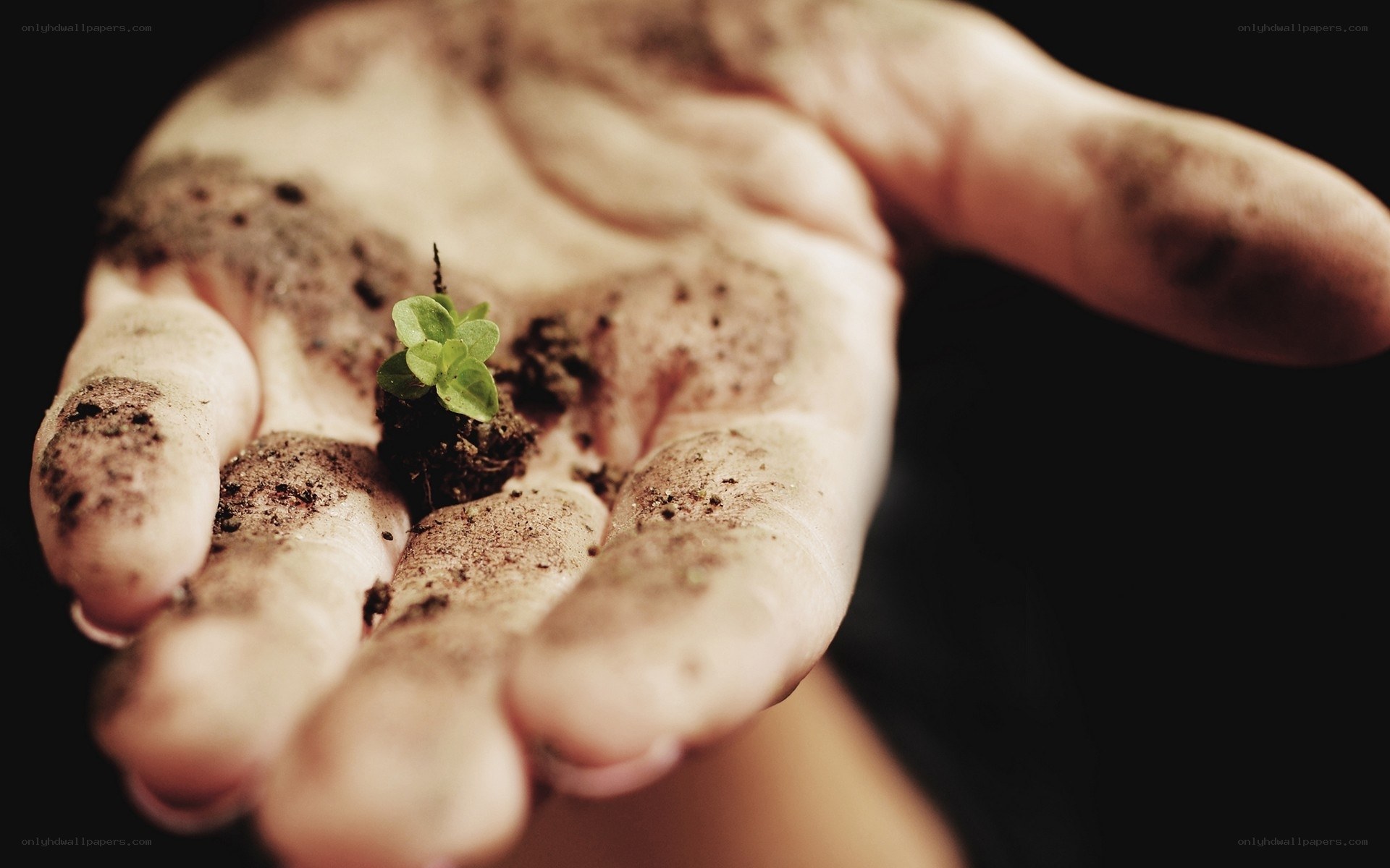 hand holding a seedling