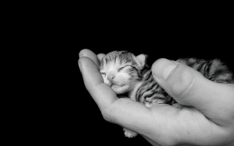 Hand holding a sleeping kitten