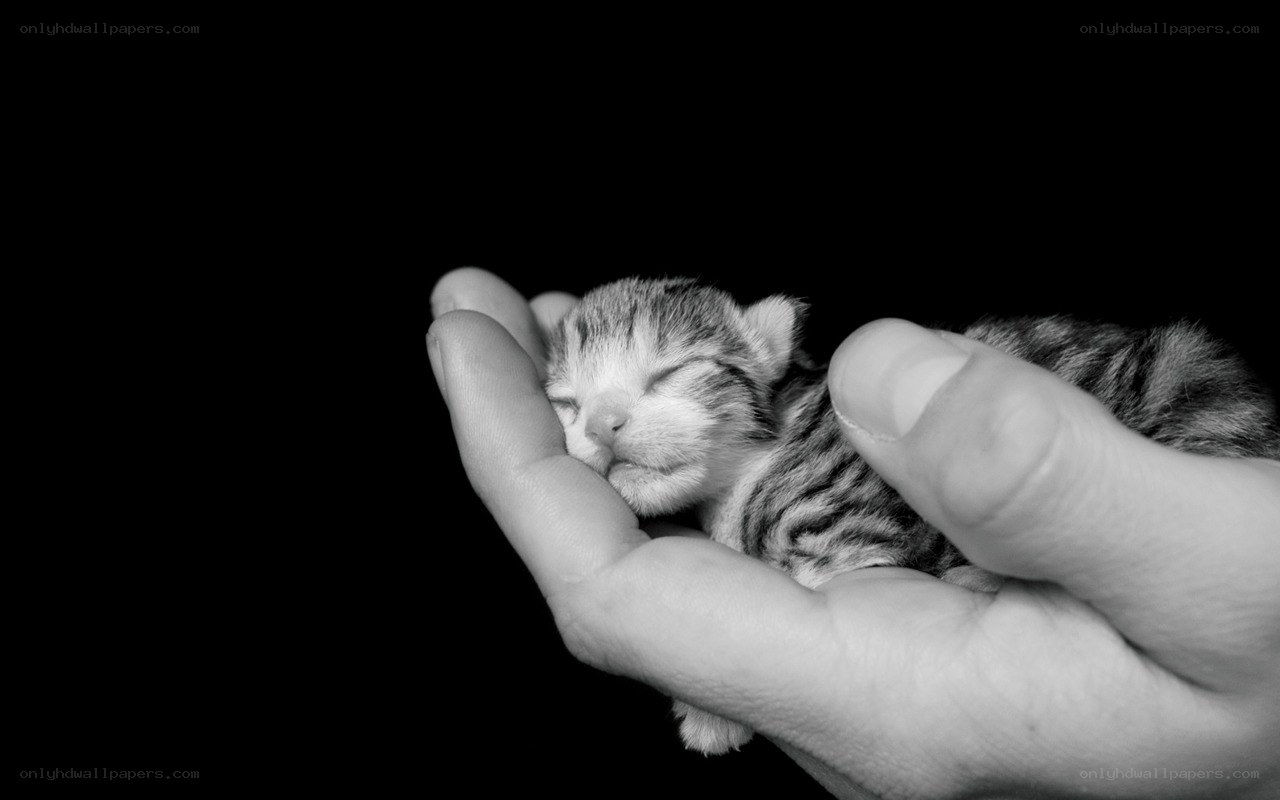 Hand holding a sleeping kitten