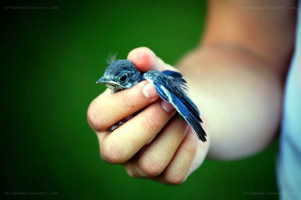 hand holding a small bird