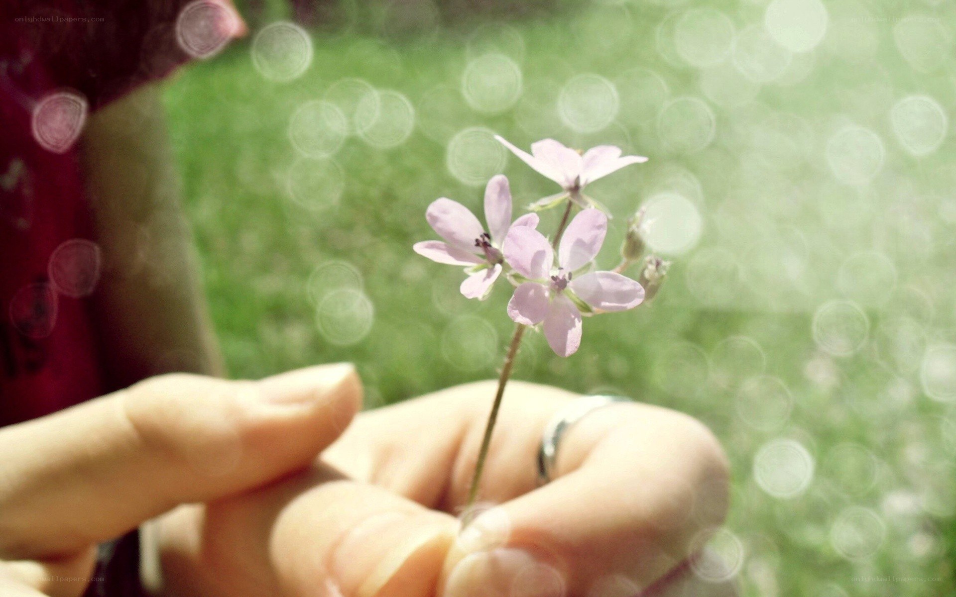 hand holding a small flower