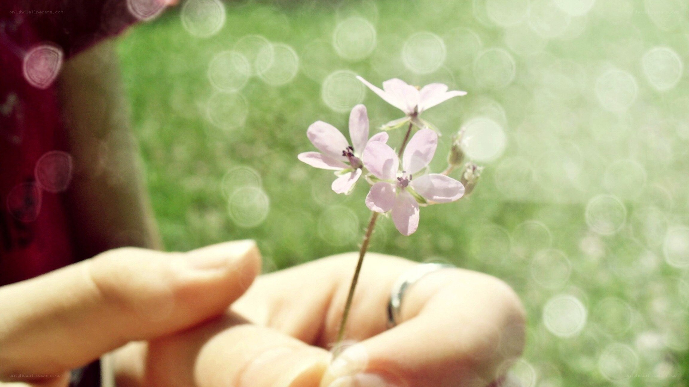 hand holding a small flower