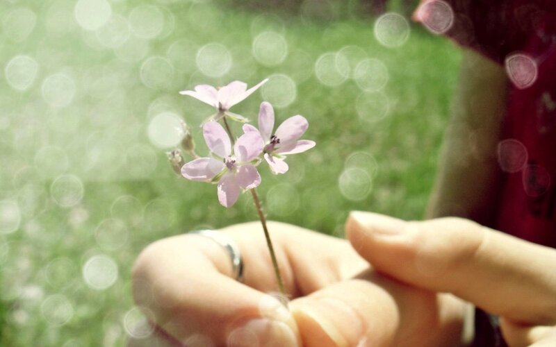 hand holding a small flower