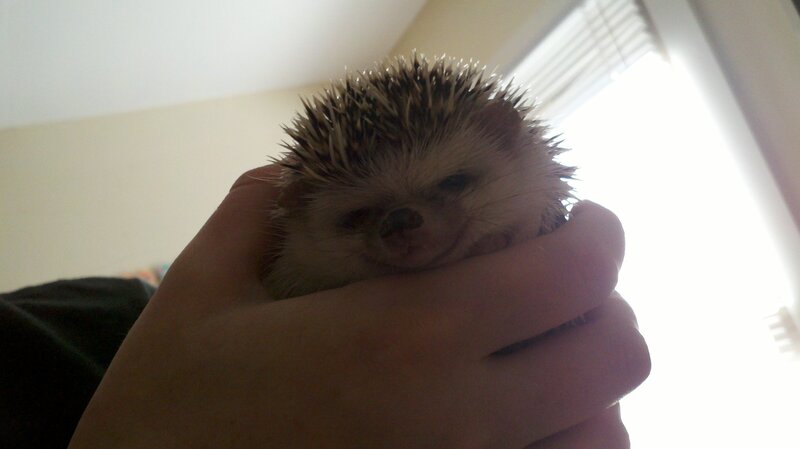 hand holding a small hedgehog