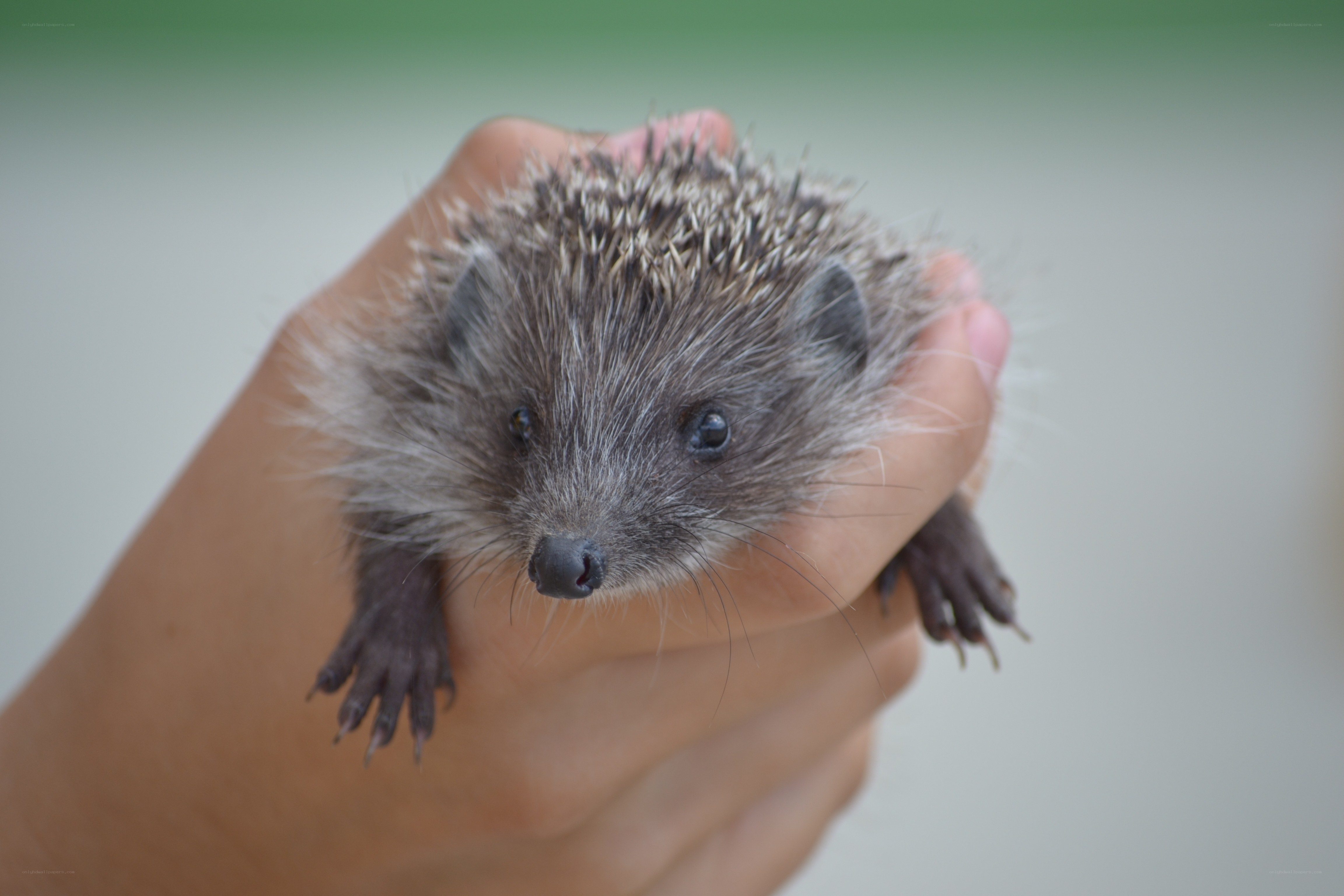 hand holding a small hedgehog