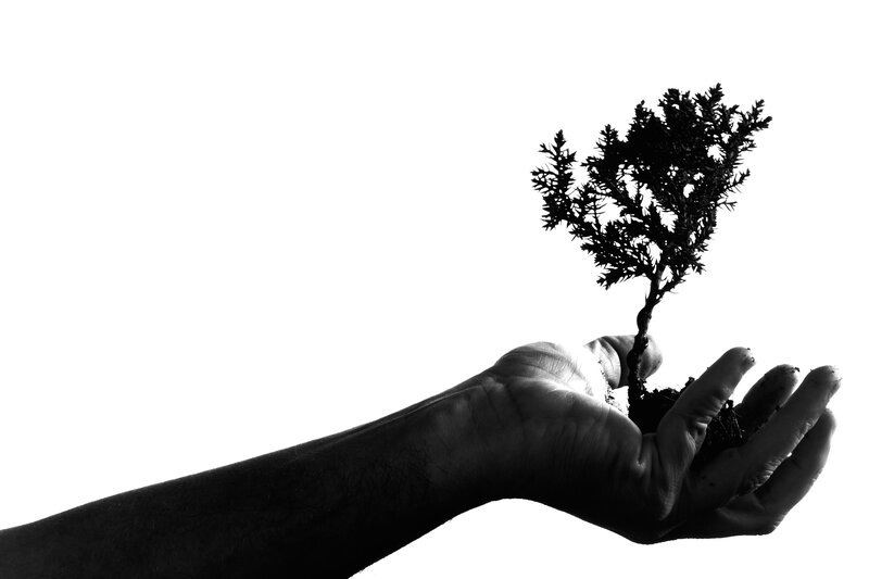 hand holding a small tree