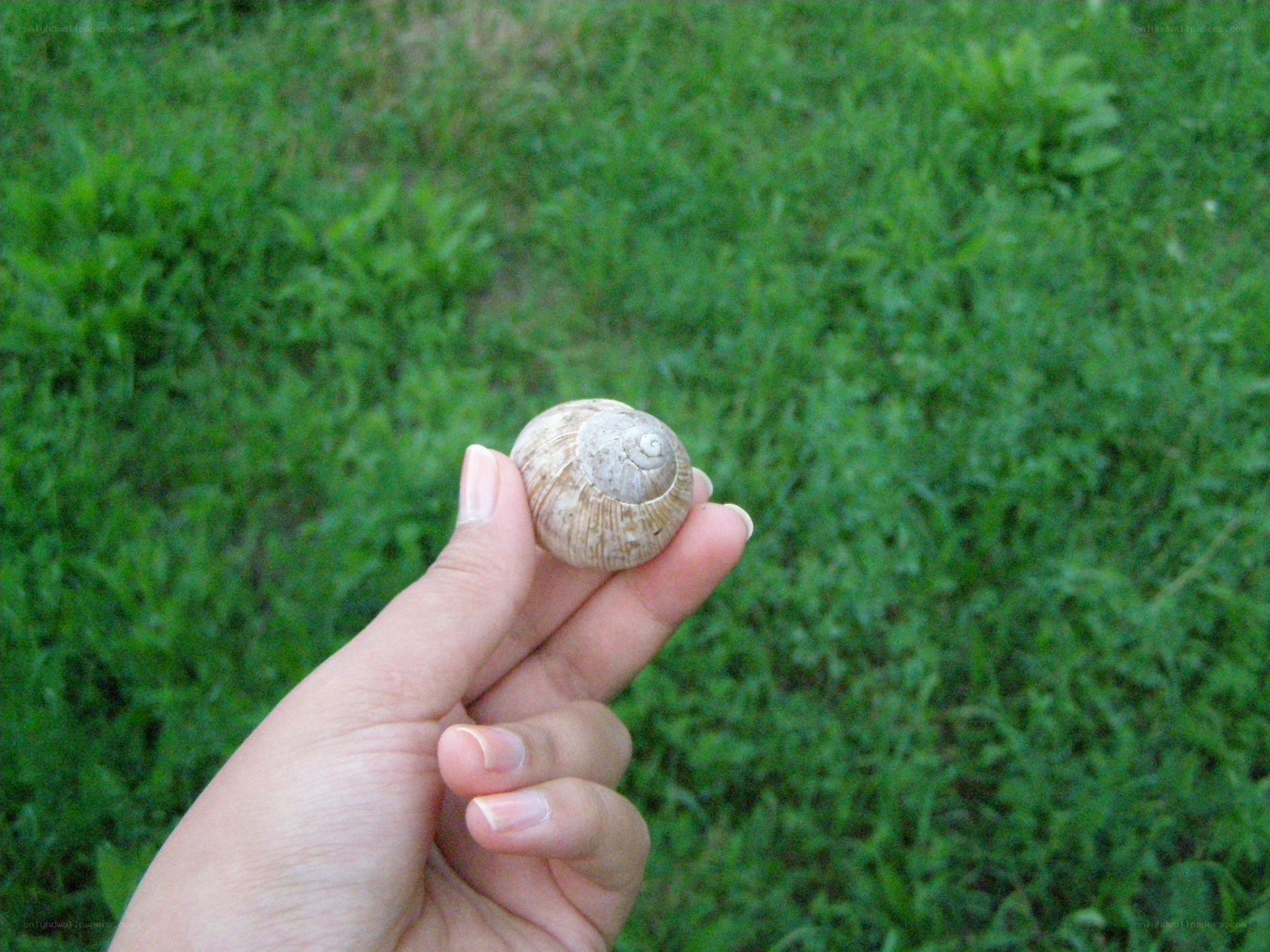 hand holding a snail shell