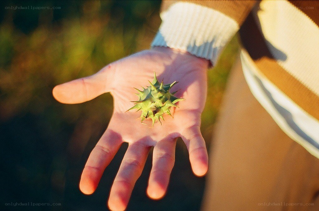 Hand holding a spiky seed pod