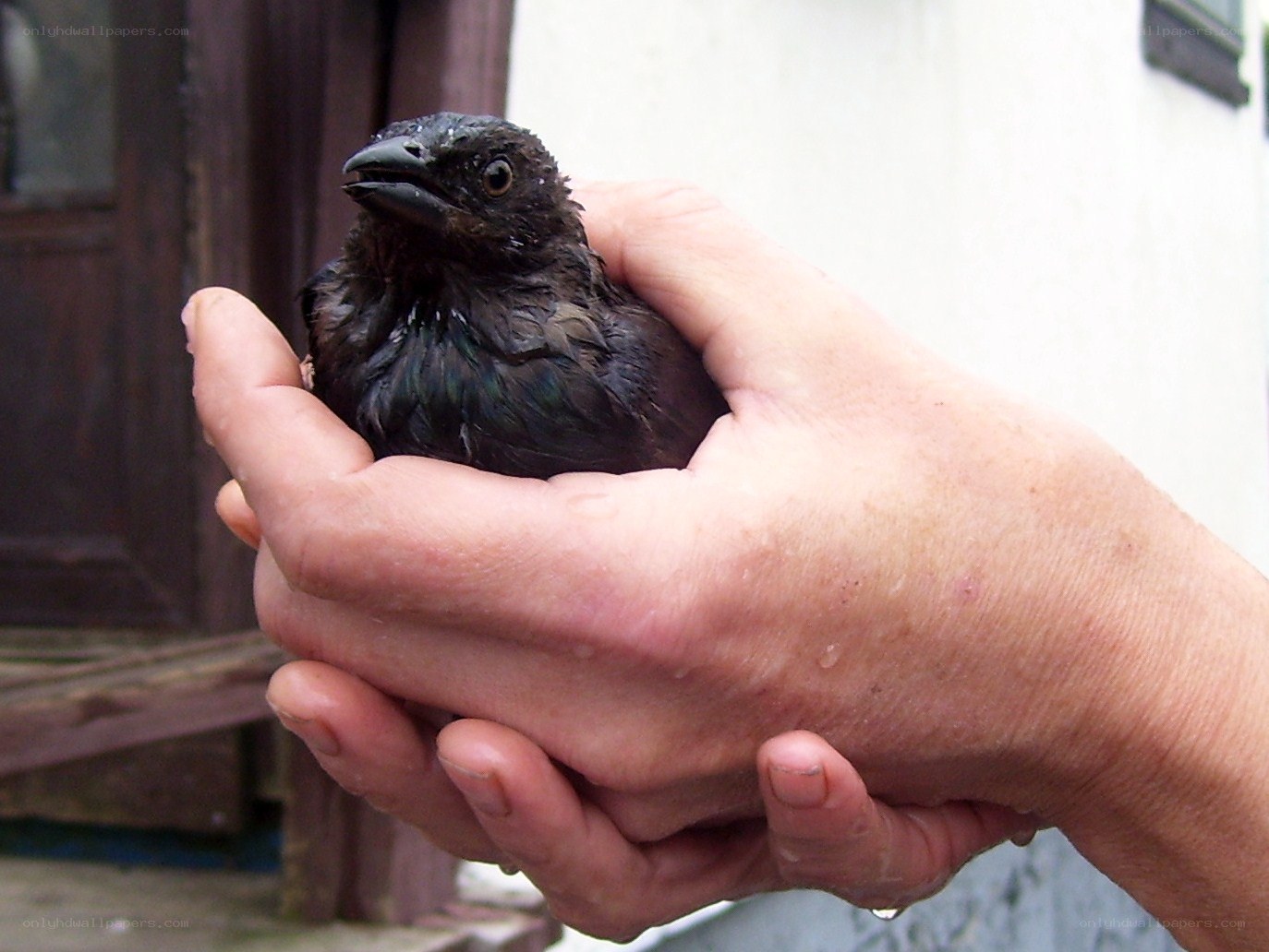 hand holding a wet bird