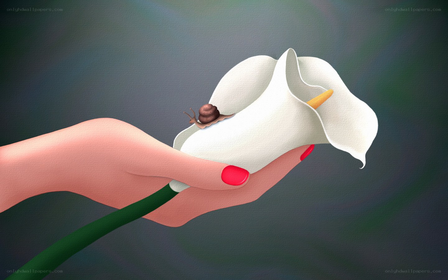 hand holding a white flower