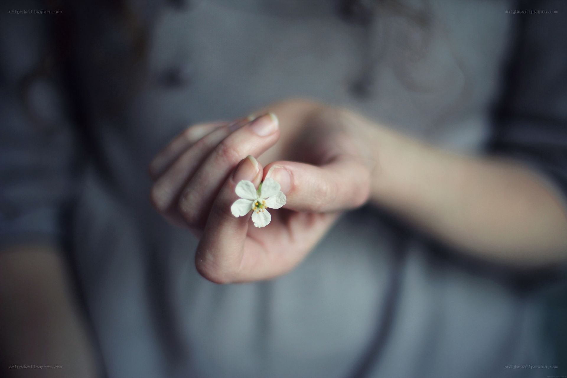 hand holding a white flower