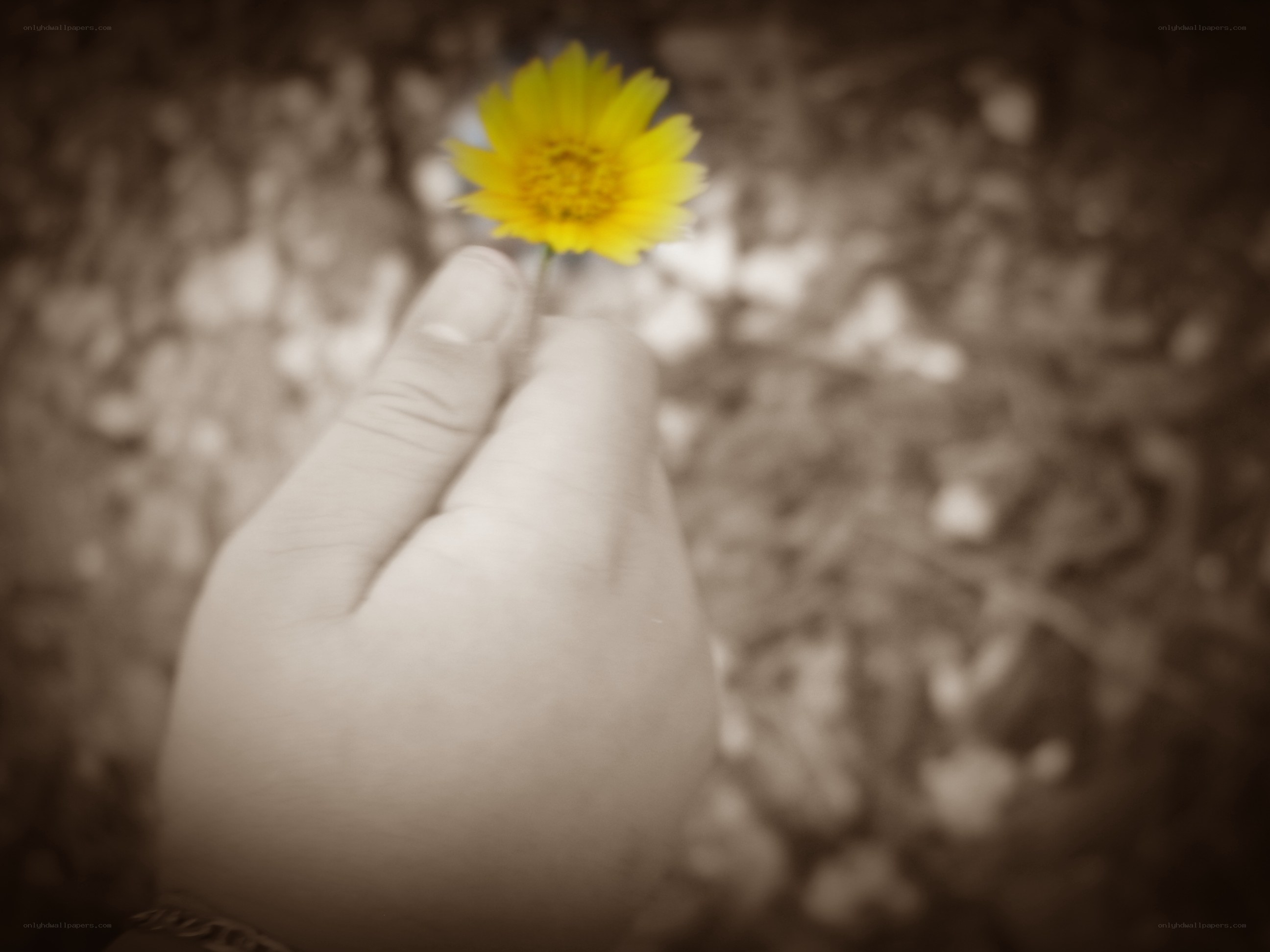 hand holding a yellow flower