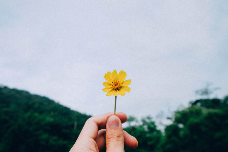 Hand holding a yellow flower