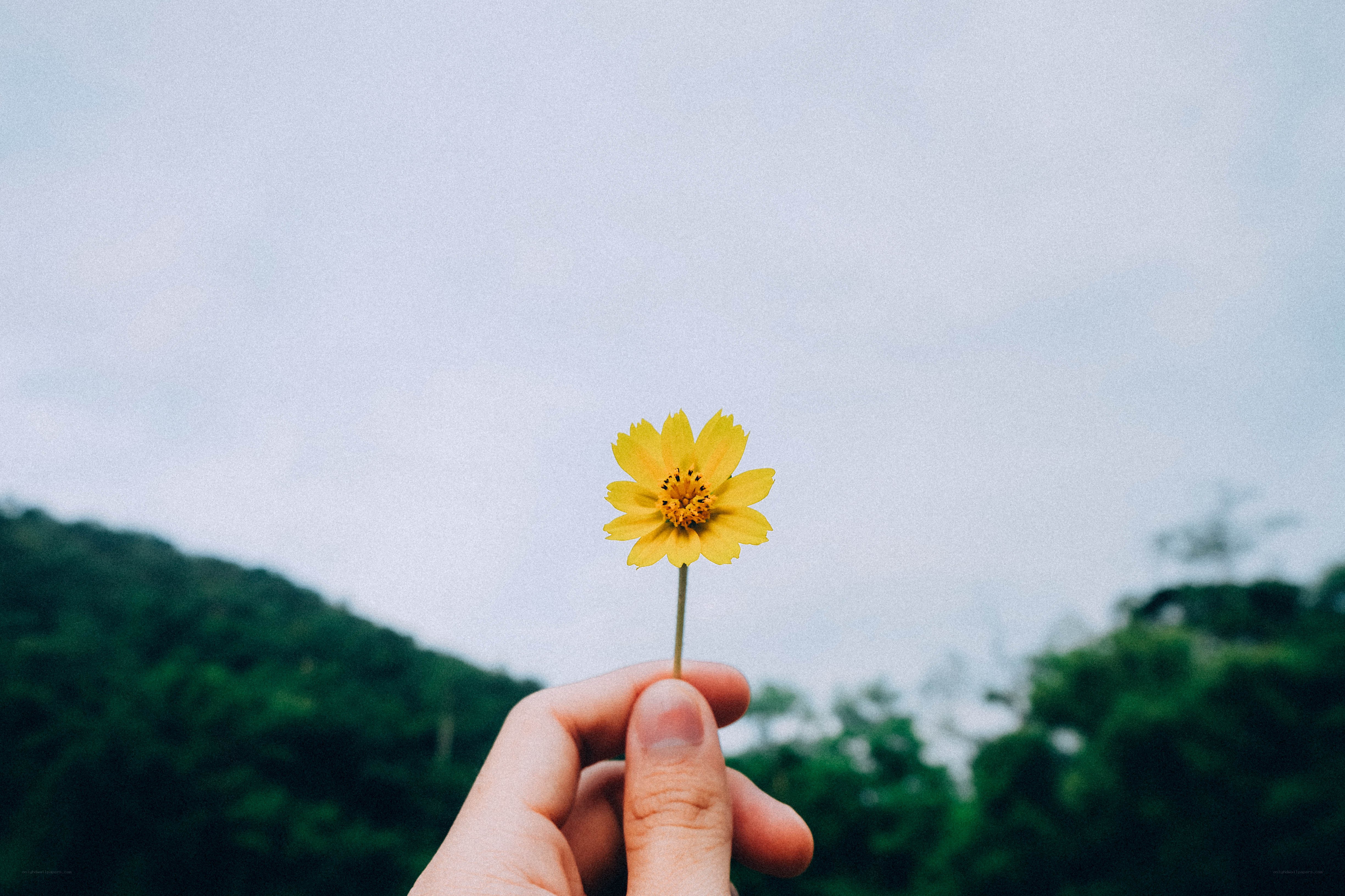 Hand holding a yellow flower