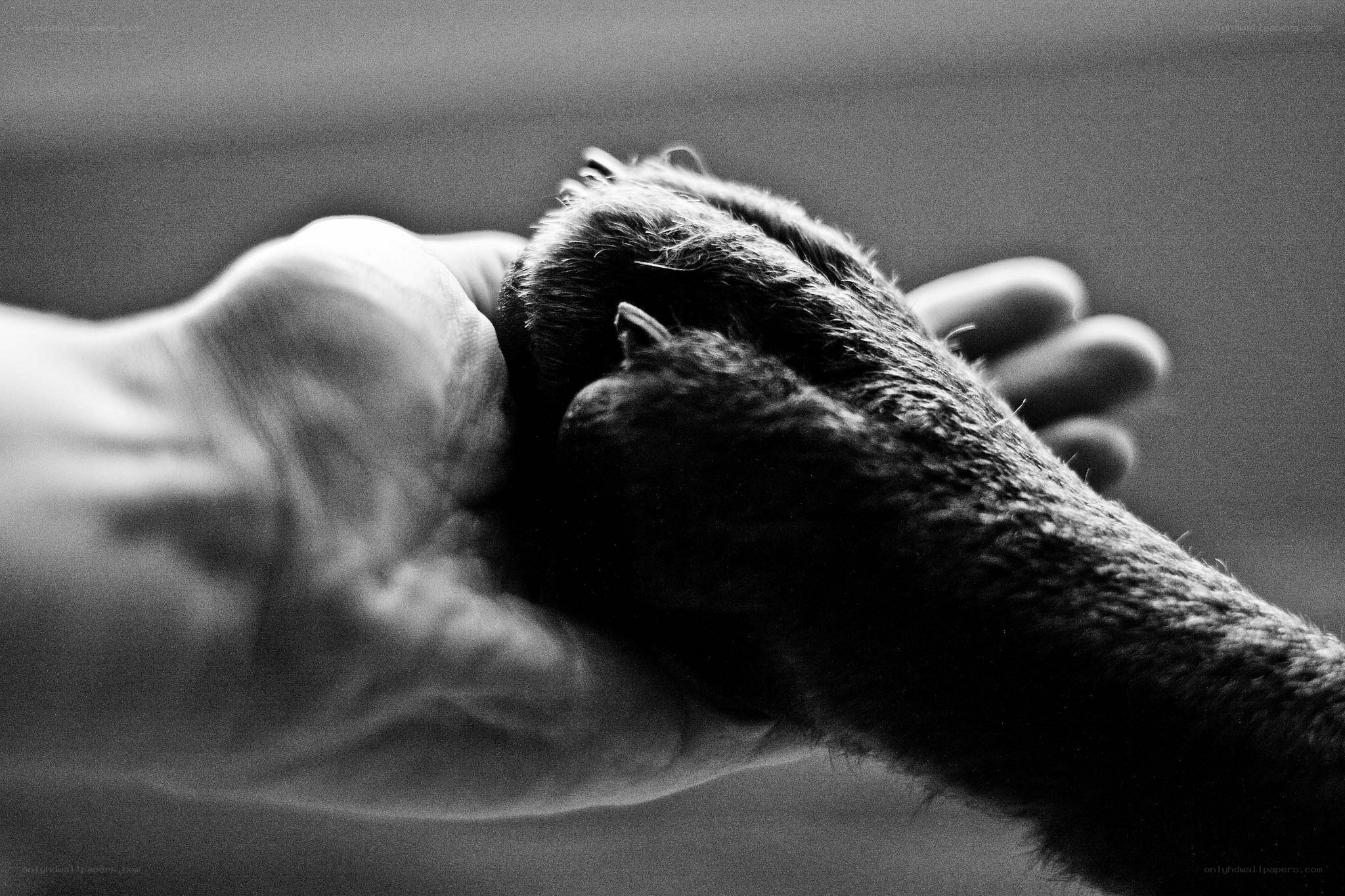 hand holding animal paw